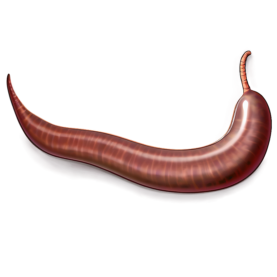 Earthworm Illustration Png Tiw51 PNG image