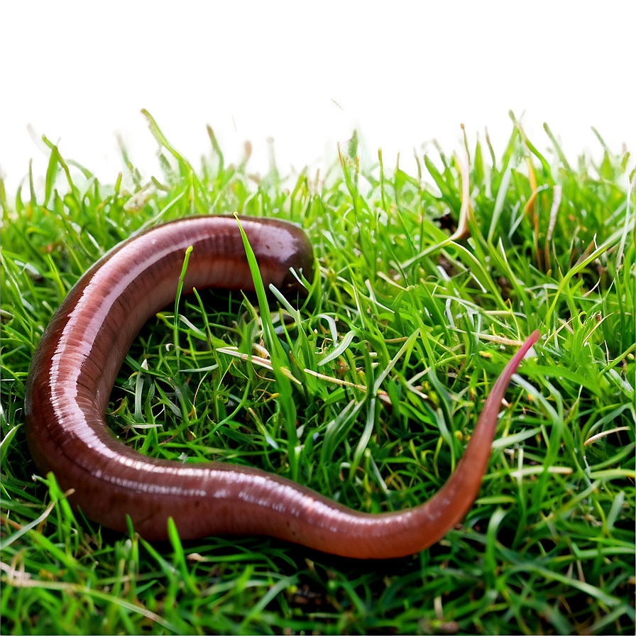 Earthworm In Grass Picture Png 71 PNG image