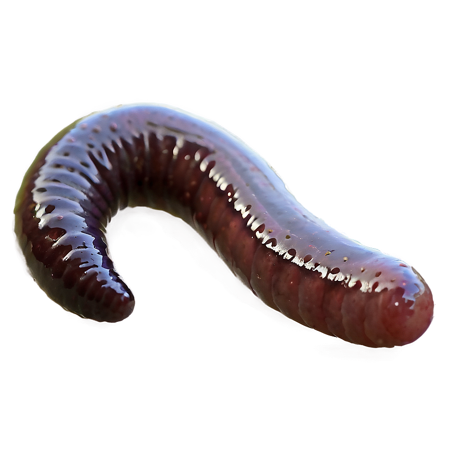 Earthworm In Rainy Weather Png 1 PNG image