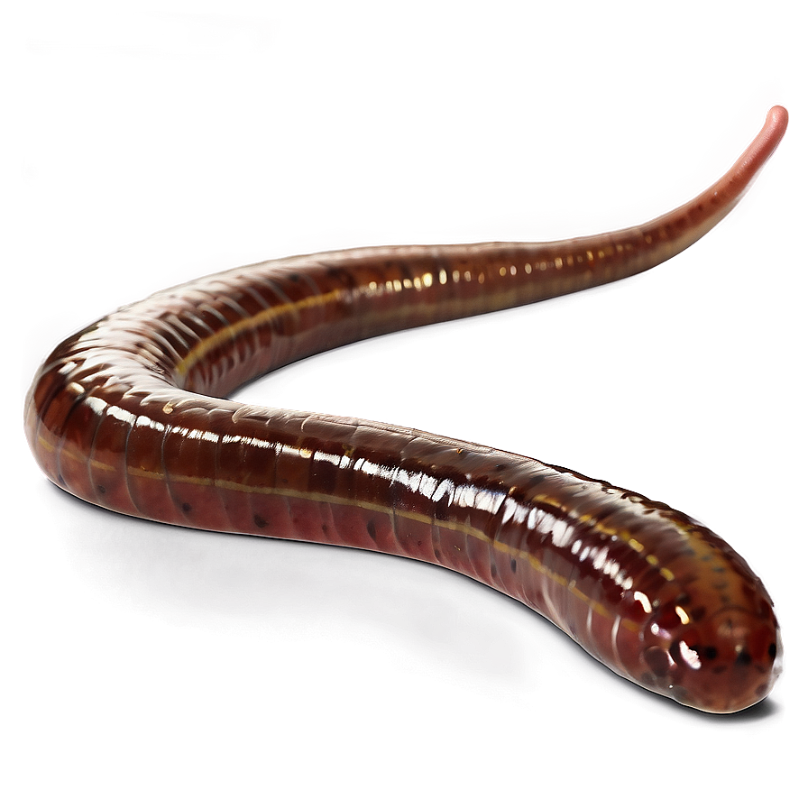 Earthworm Scientific Study Png 24 PNG image