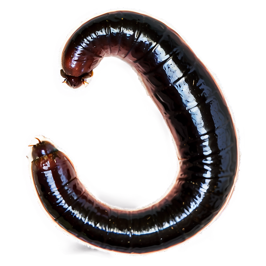 Earthworm Segments Close-up Png 06212024 PNG image