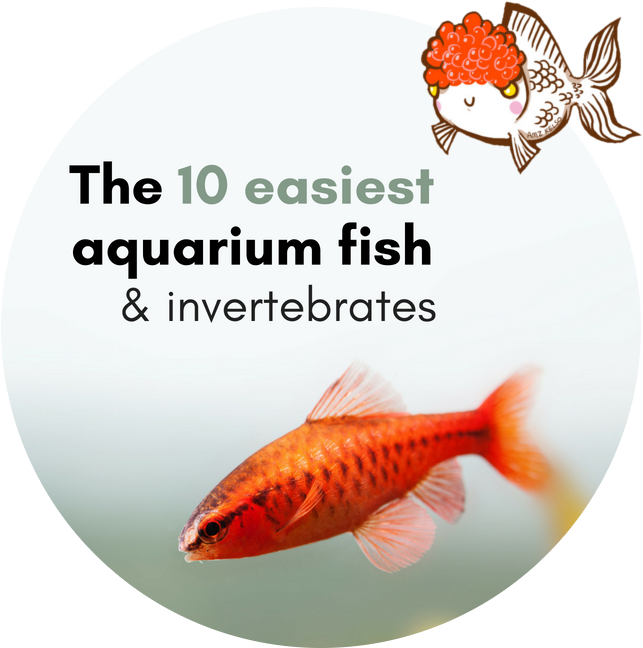 Easiest Aquarium Fish Invertebrates PNG image