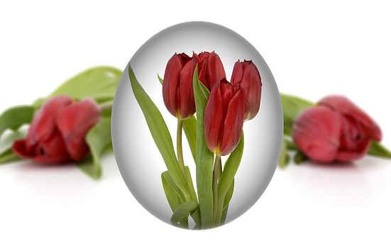 Easter Tulipsin Egg Frame PNG image