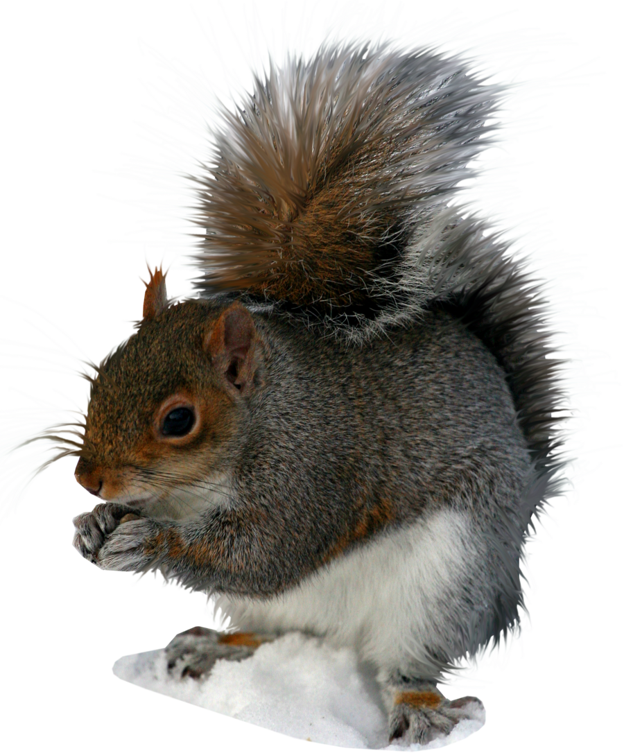 Eastern_ Gray_ Squirrel_ Eating_ Nut PNG image