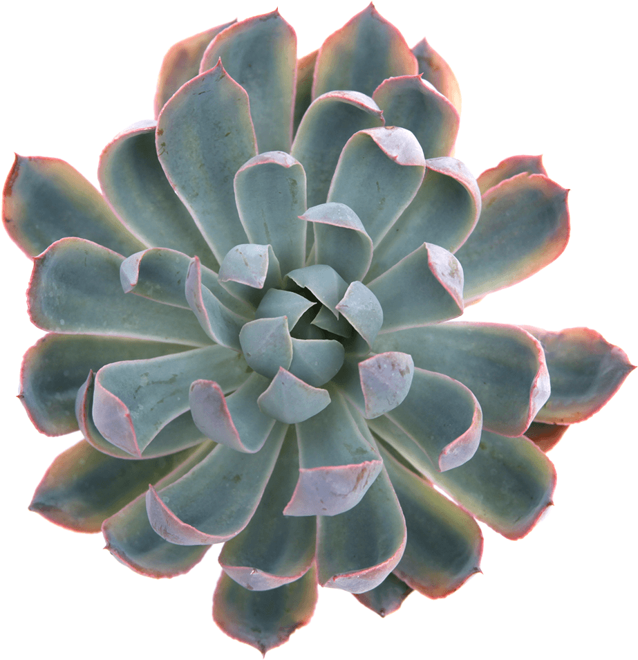 Echeveria Succulent Top View.png PNG image