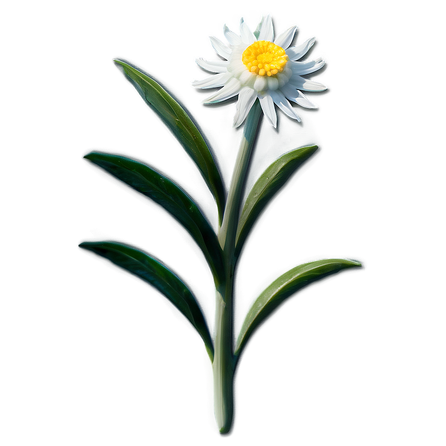 Edelweiss Mountain Flower Png 22 PNG image