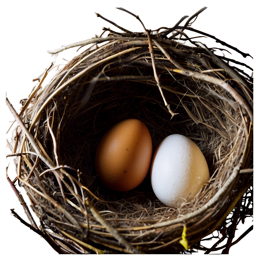 Egg In Nest Png Skb PNG image