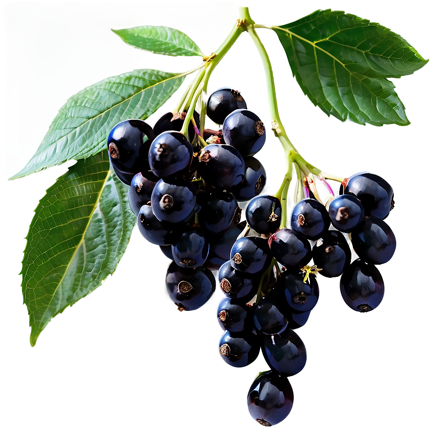 Elderberry C PNG image