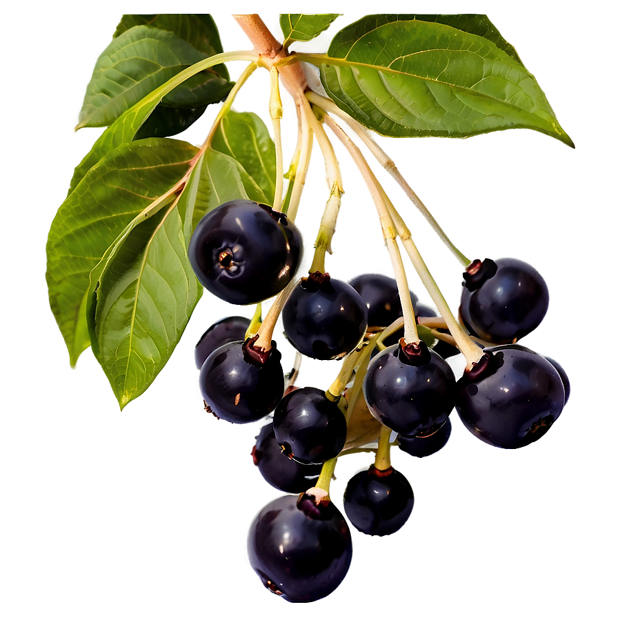 Elderberry D PNG image