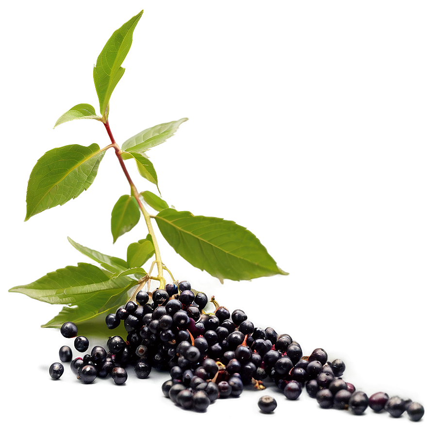 Elderberry Harvest Png 29 PNG image