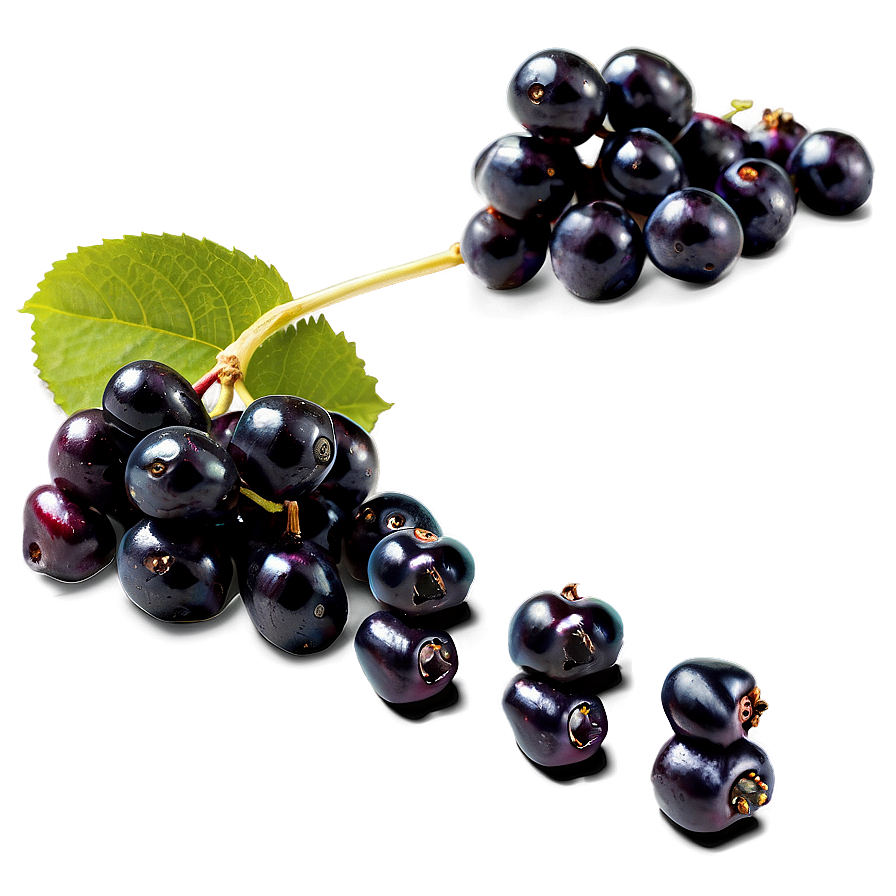 Elderberry Harvest Png Ijl55 PNG image