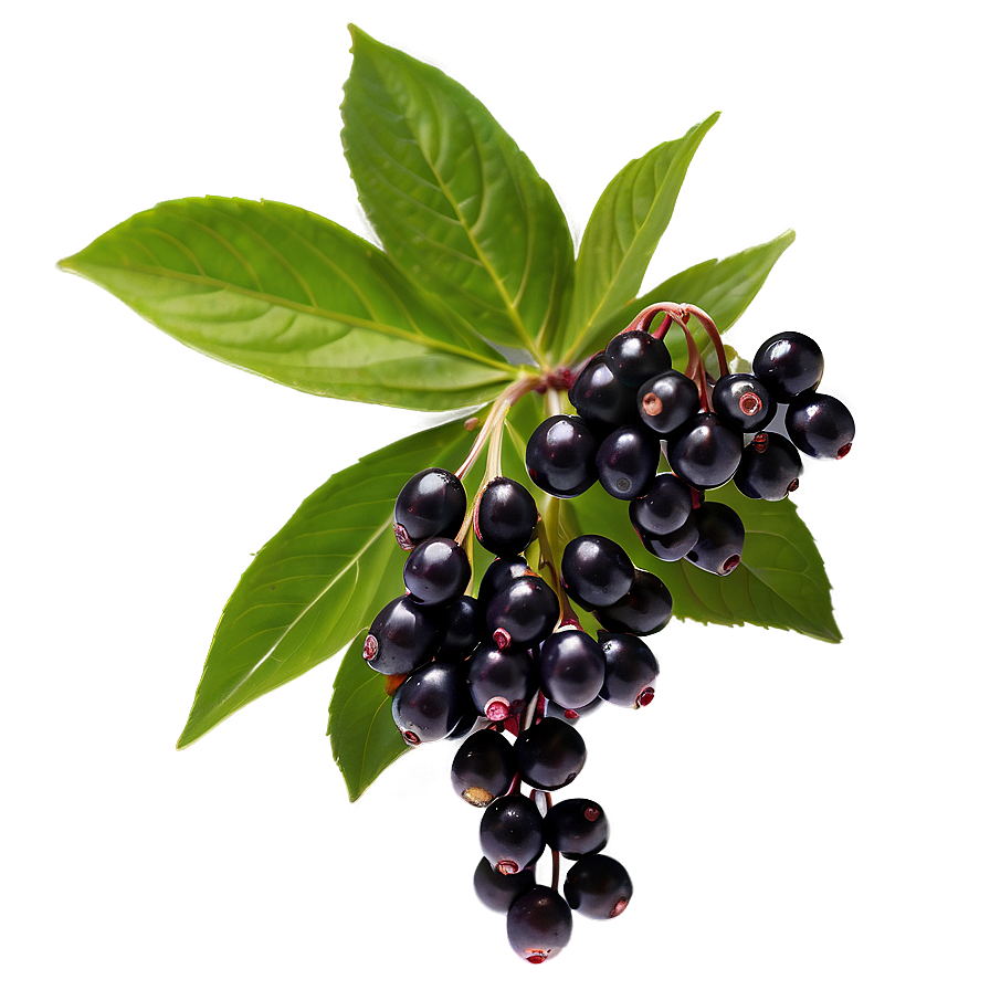 Elderberry Health Benefits Png 06252024 PNG image