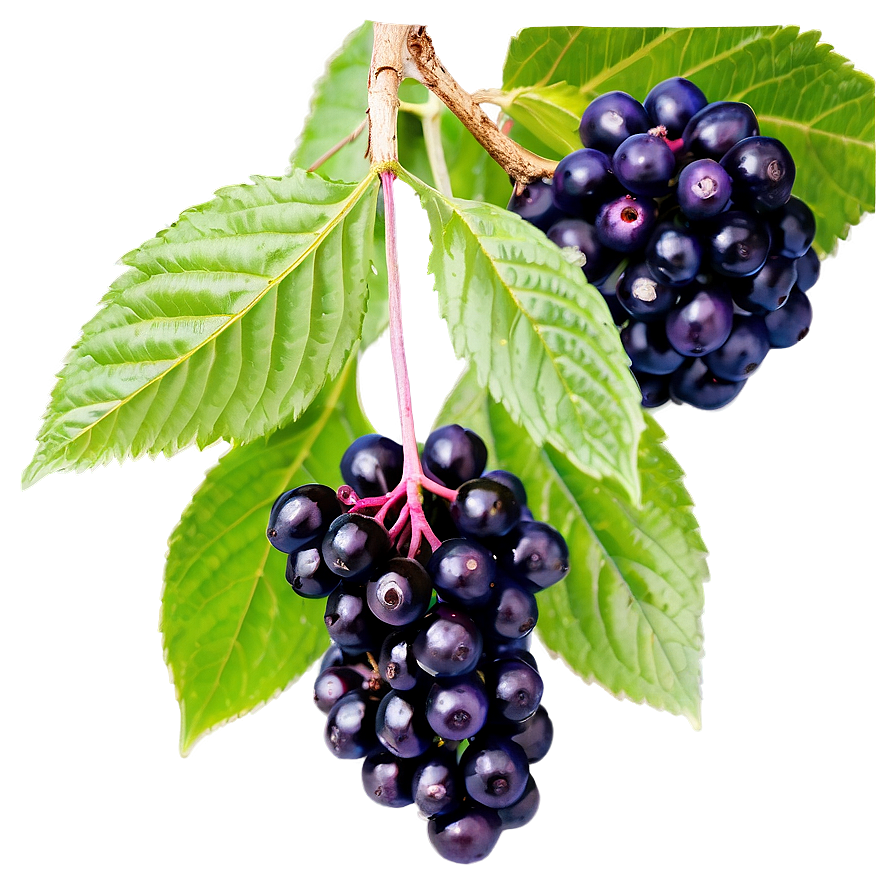 Elderberry Immune Support Png 43 PNG image