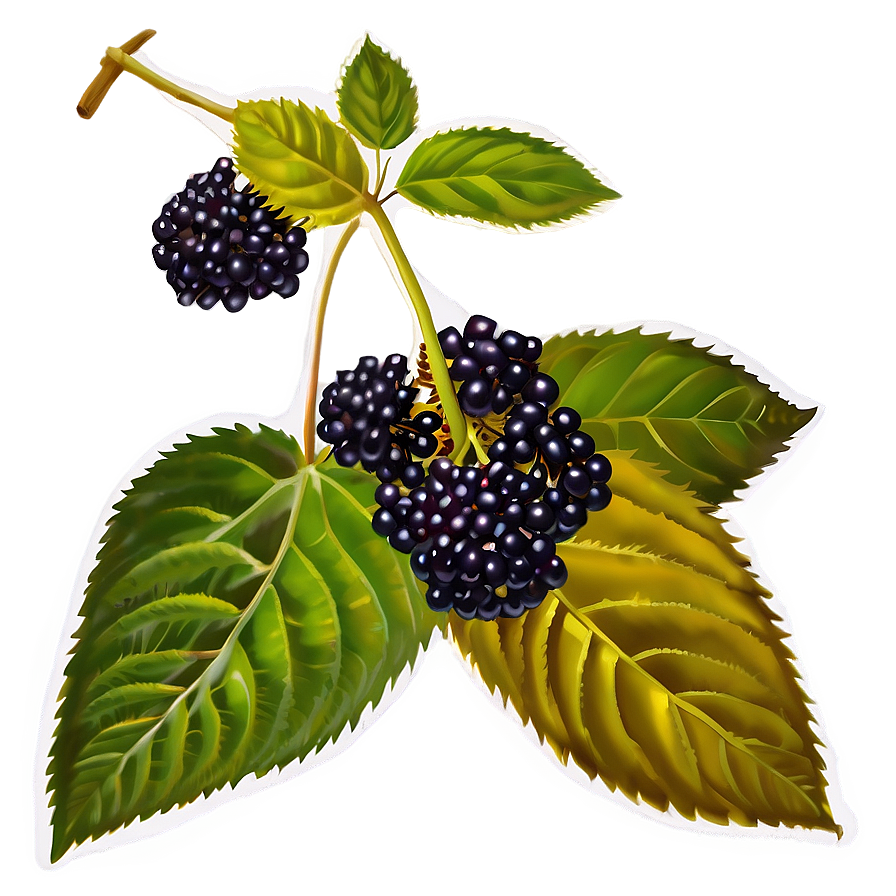 Elderberry Medicine Png Aia PNG image