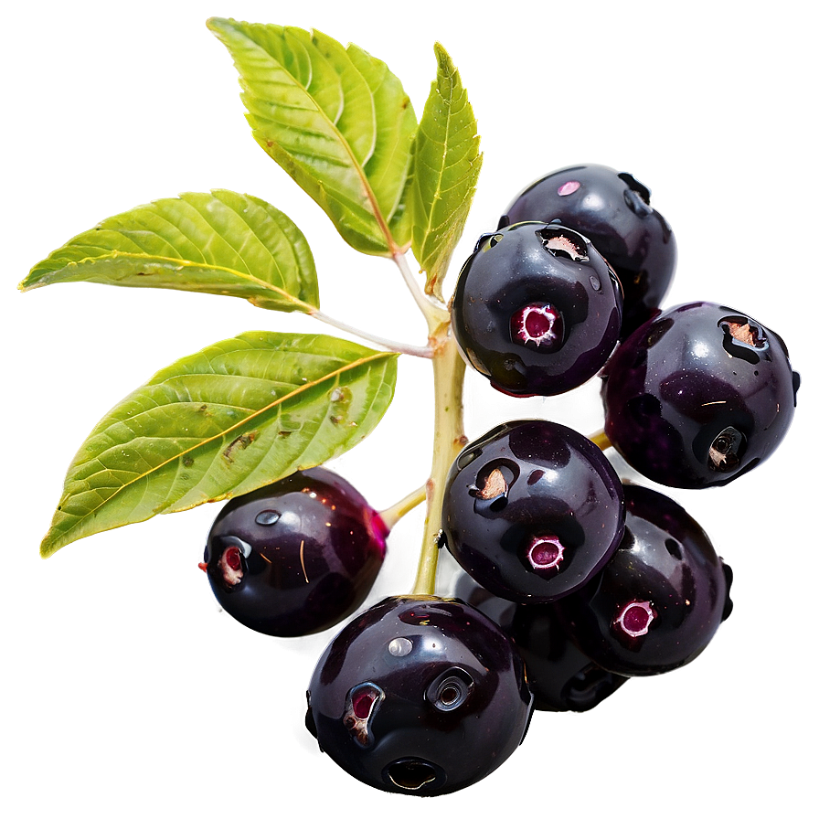 Elderberry Medicine Png Uwx PNG image