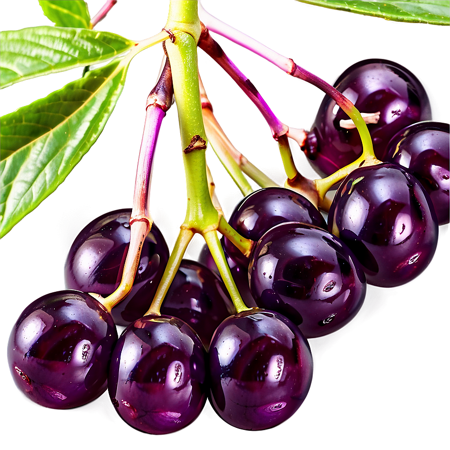 Elderberry Medicine Png Wvq8 PNG image