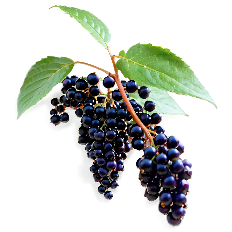 Elderberry Plant Png Gfl PNG image