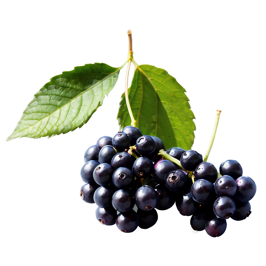 Elderberry Png Images (100++)