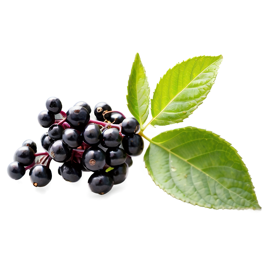 Elderberry Png 74 PNG image