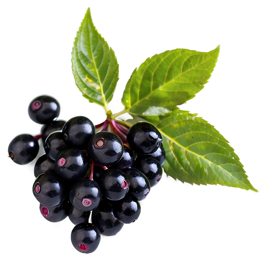 Elderberry Png Dos PNG image