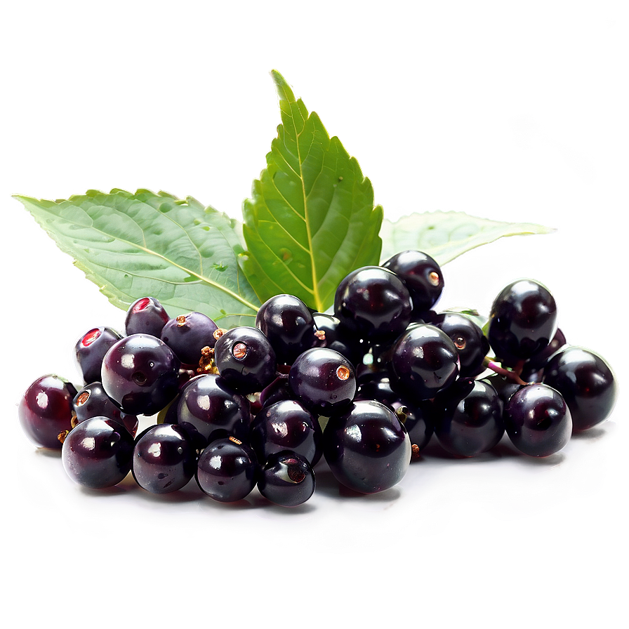 Elderberry Supplement Png 06252024 PNG image