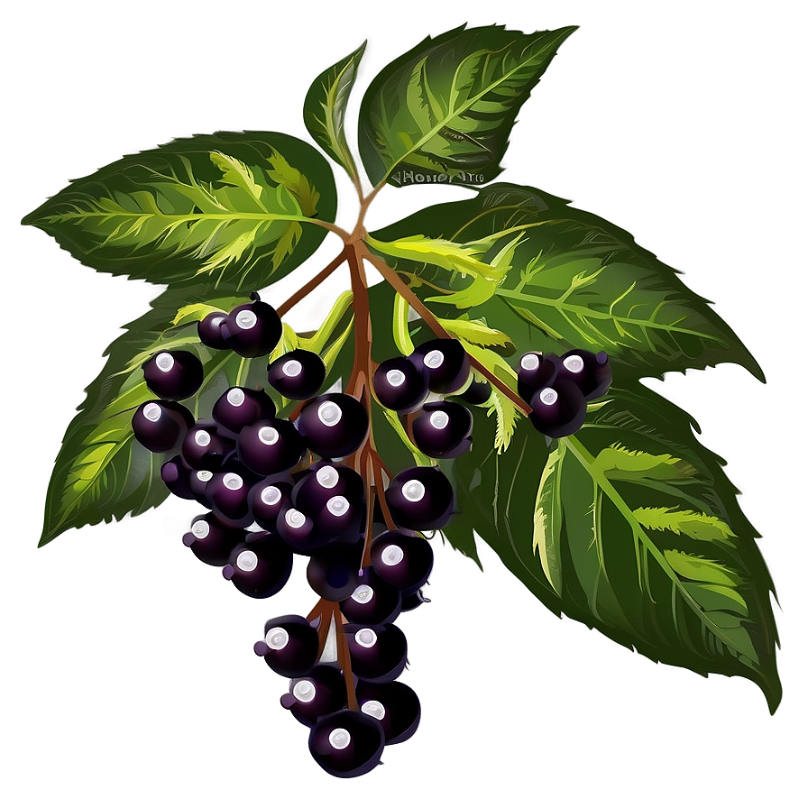 Elderberry Vector Png 06252024 PNG image