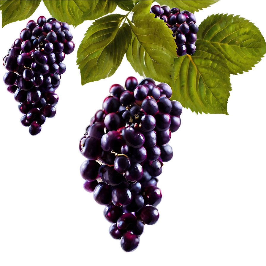 Elderberry Wine Png Olf PNG image