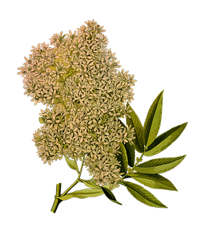 Elderflower_ Blossom_ Against_ Black_ Background PNG image