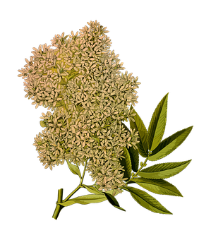 Elderflower Blossom Against Black Background PNG image