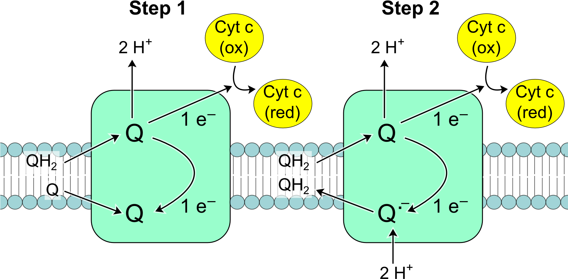 Electron Transport Chain Q Cycle PNG image