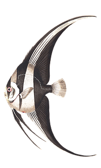 Elegant Angelfish Swimming PNG image
