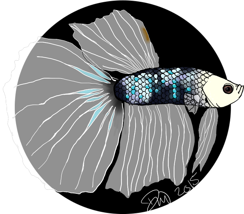 Elegant Betta Fish Illustration PNG image