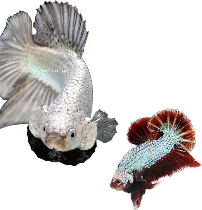 Elegant Betta Fish Pair.png PNG image