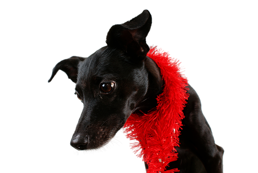 Elegant Black Dog Red Boa PNG image