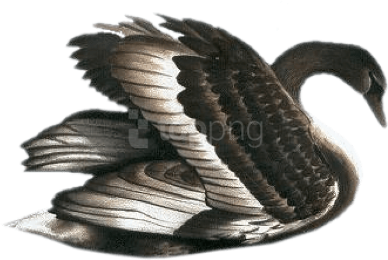 Elegant Black Swan Illustration PNG image
