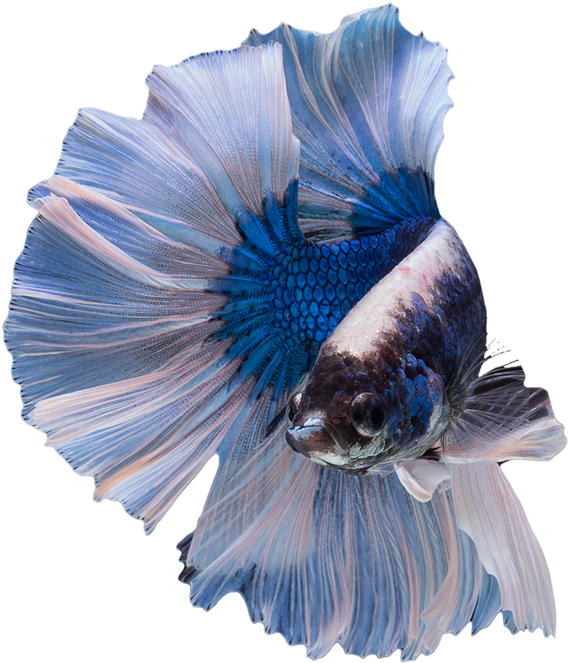 Elegant Blue Betta Fish PNG image