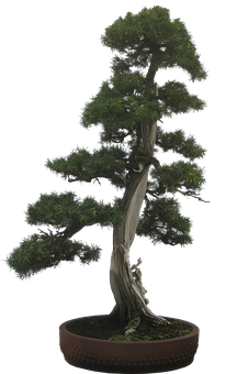 Elegant Bonsai Treein Pot PNG image