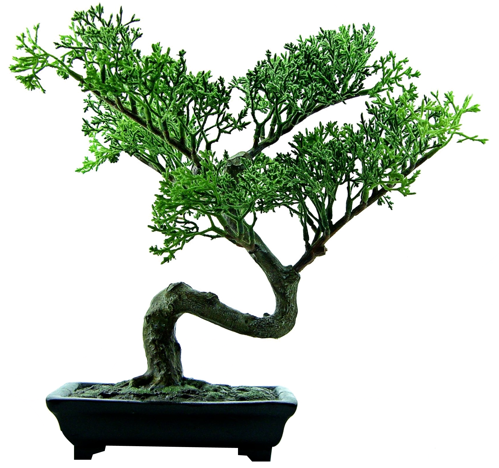 Elegant Bonsai Treein Pot PNG image