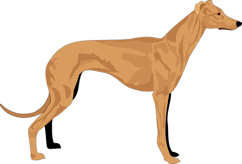 Elegant Brown Greyhound Vector PNG image