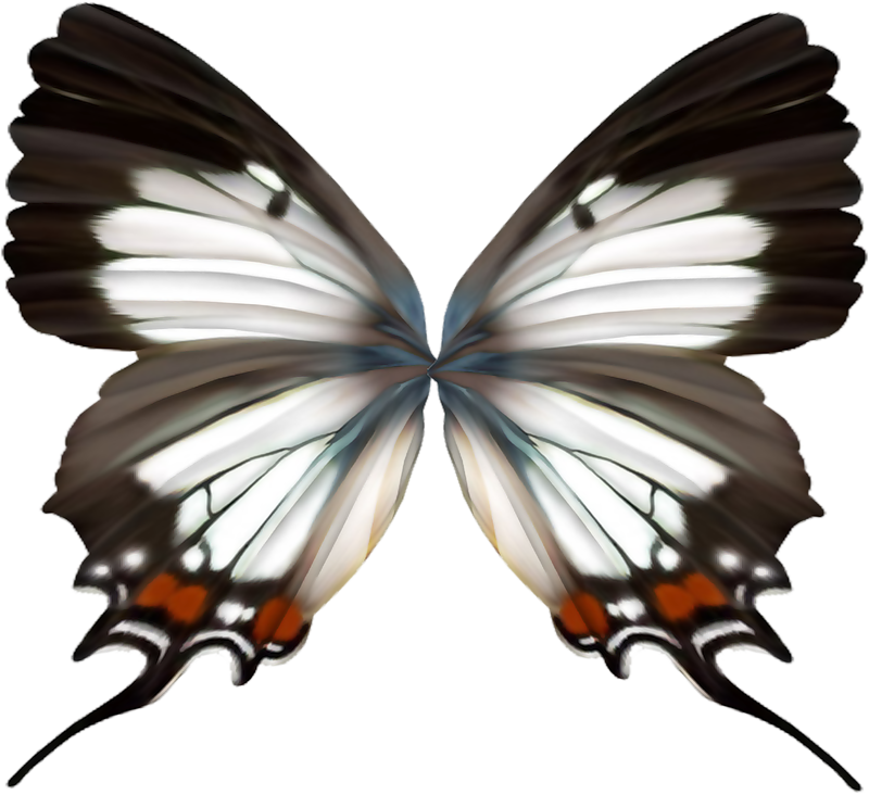 Elegant Butterfly Wings Symmetry PNG image