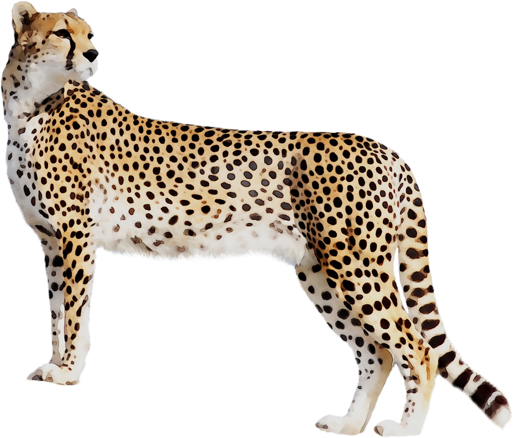 Elegant Cheetah Standing Side View PNG image