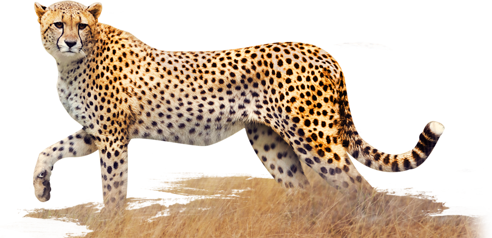 Elegant Cheetahin Stride PNG image