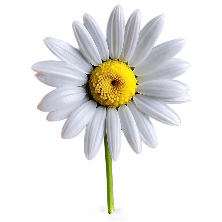 Elegant Daisy Png 21 PNG image