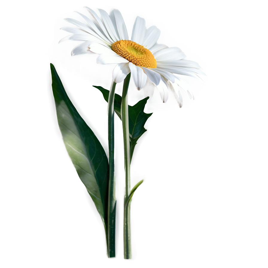 Elegant Daisy Png 60 PNG image