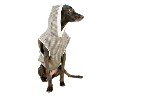 Elegant Dogin Hooded Cloak PNG image
