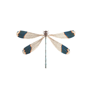 Elegant Dragonfly Black Background PNG image