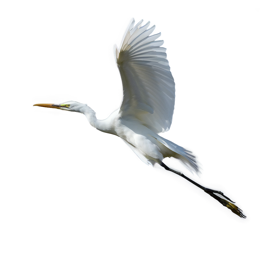 Elegant Egret Soaring Png 57 PNG image