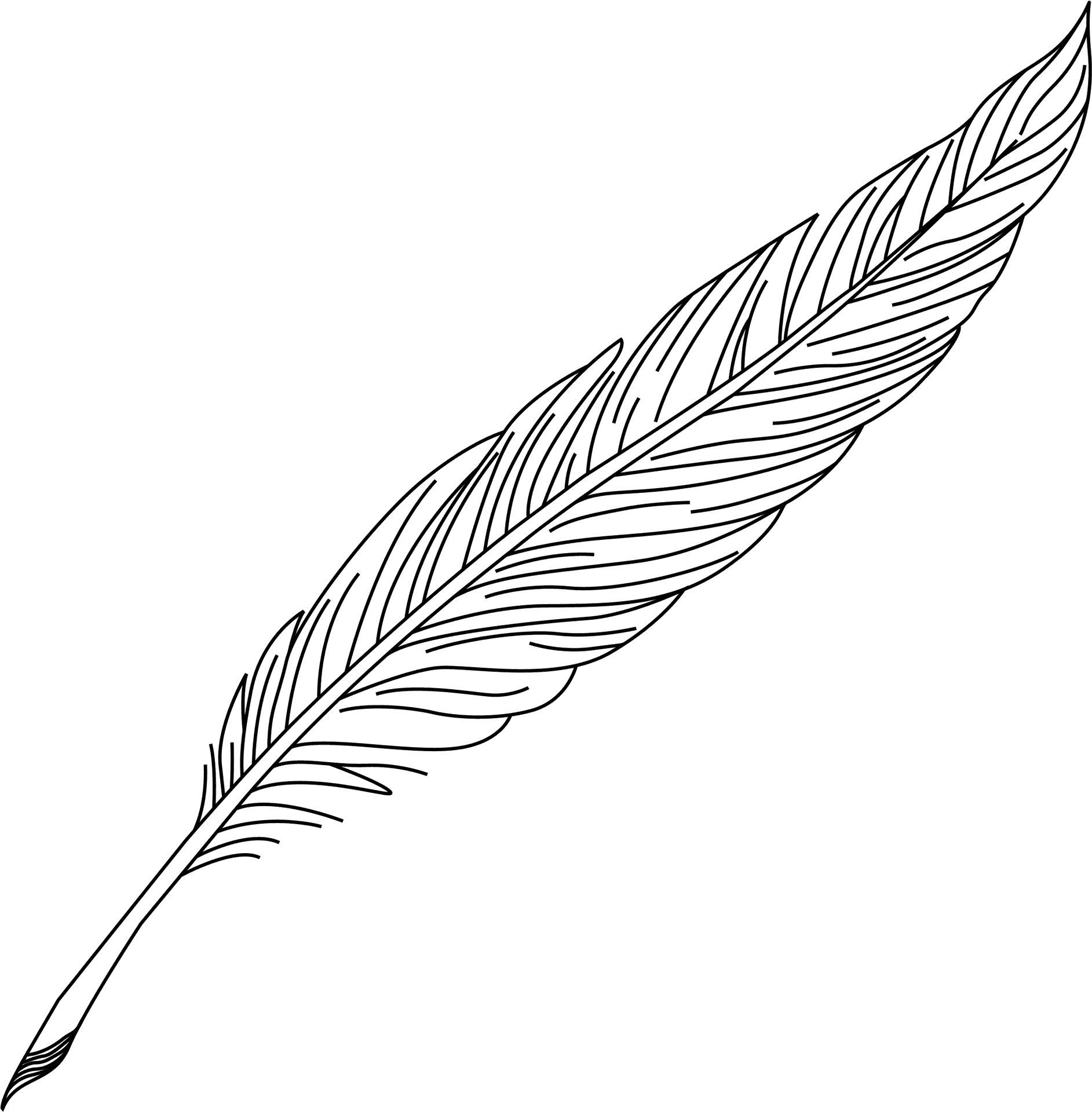 Elegant Feather Illustration.png PNG image