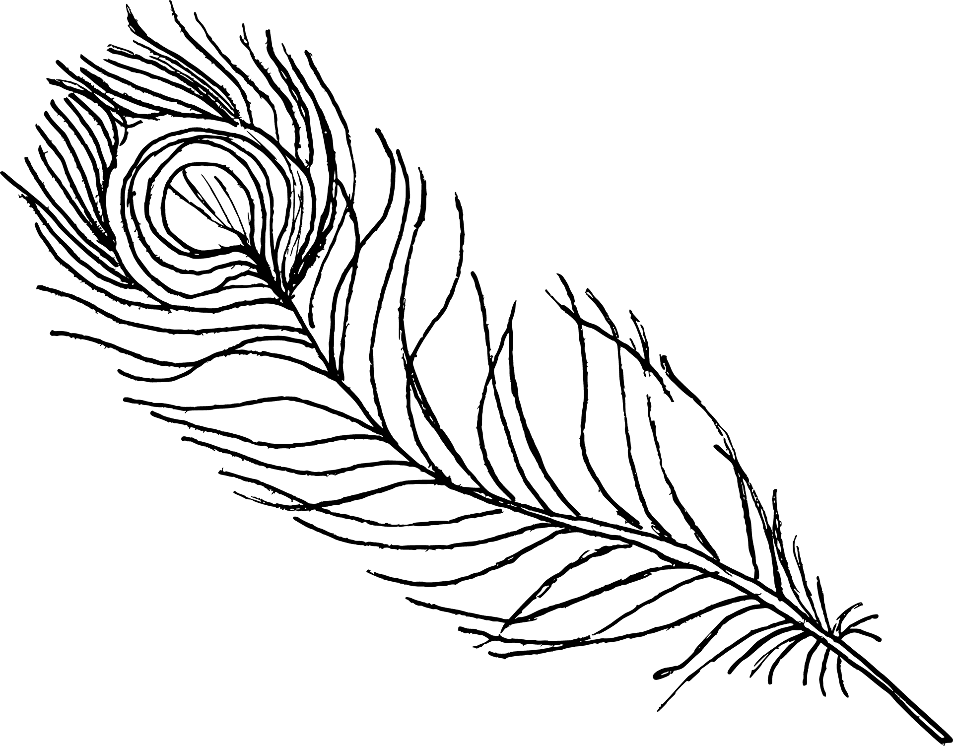 Elegant Feather Sketch PNG image