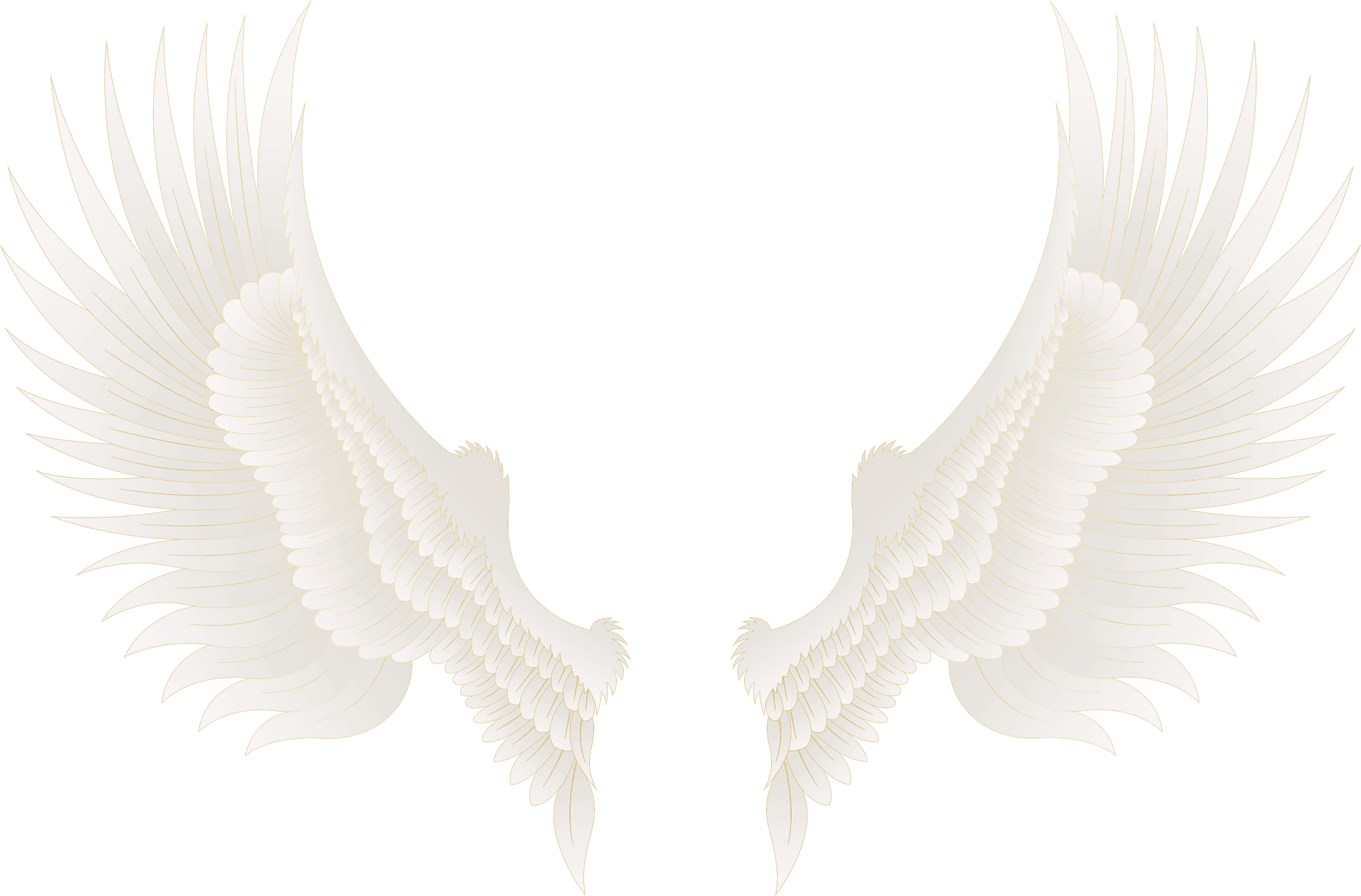 Elegant Feathered Wings Illustration PNG image